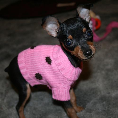 A dog image from https://images.dog.ceo/breeds/pinscher-miniature/n02107312_7725.jpg