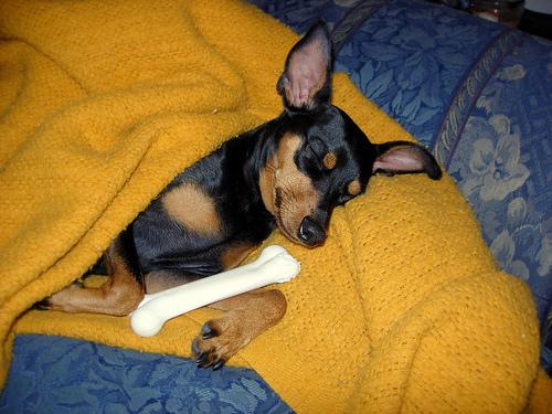 A dog image from https://images.dog.ceo/breeds/pinscher-miniature/n02107312_867.jpg