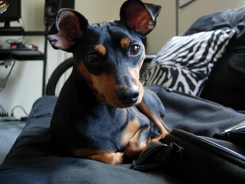 A dog image from https://images.dog.ceo/breeds/pinscher-miniature/n02107312_957.jpg