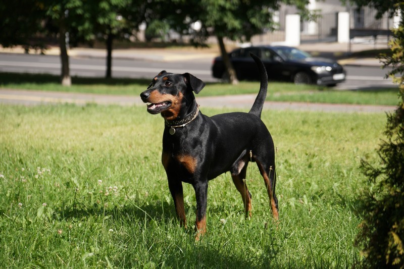 A dog image from https://images.dog.ceo/breeds/pinscher/Coffee_Soul_Bari001.jpg