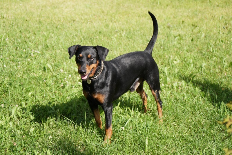 A dog image from https://images.dog.ceo/breeds/pinscher/Coffee_Soul_Bari002.jpg