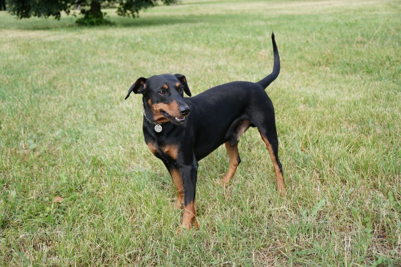 A dog image from https://images.dog.ceo/breeds/pinscher/Coffee_Soul_Bari005.jpg