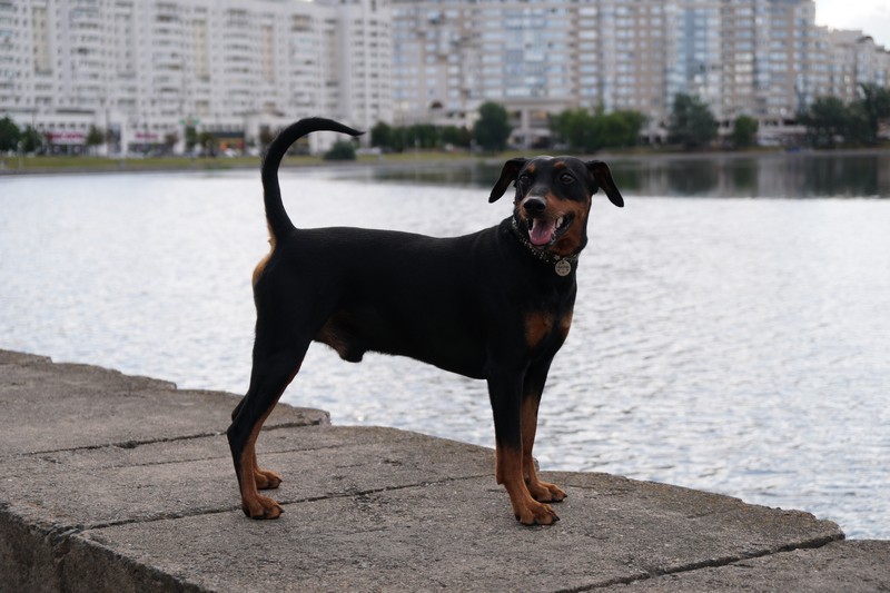 A dog image from https://images.dog.ceo/breeds/pinscher/Coffee_Soul_Bari006.jpg