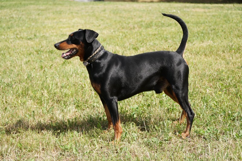 A dog image from https://images.dog.ceo/breeds/pinscher/Coffee_Soul_Bari007.jpg