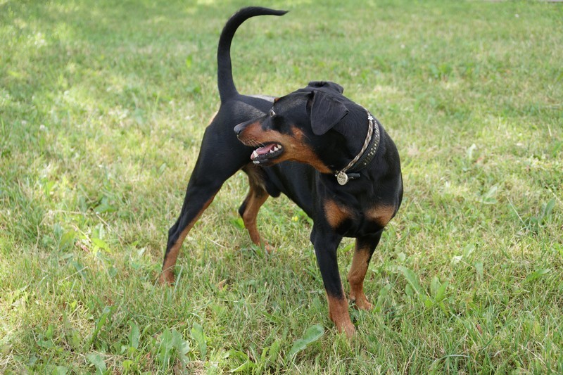 A dog image from https://images.dog.ceo/breeds/pinscher/Coffee_Soul_Bari008.jpg