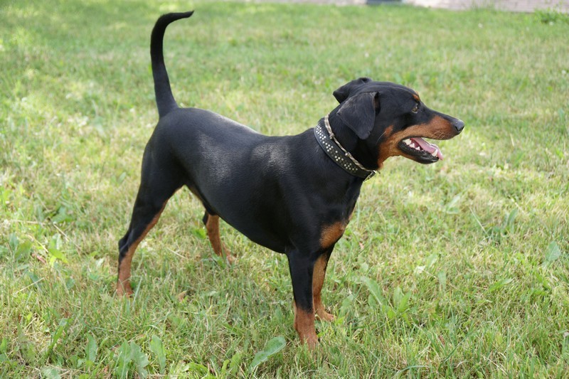 A dog image from https://images.dog.ceo/breeds/pinscher/Coffee_Soul_Bari009.jpg