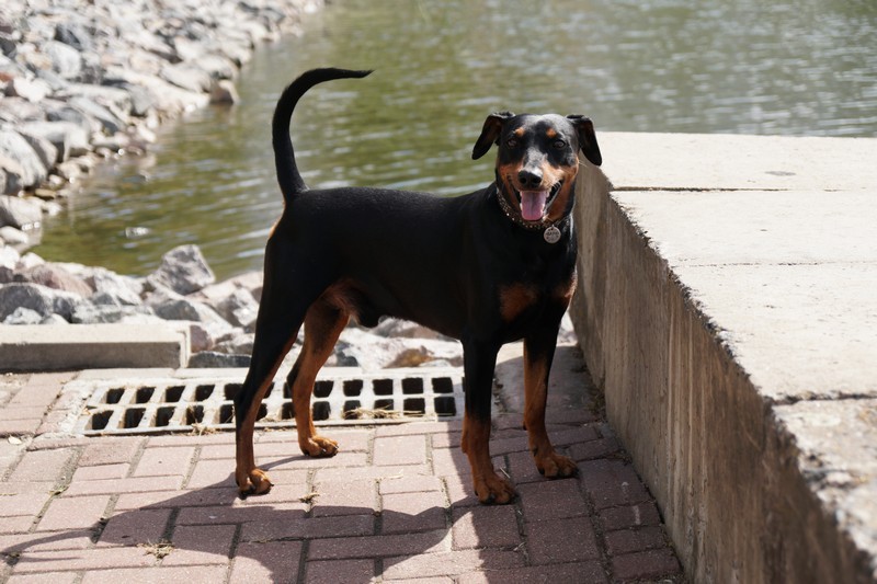 A dog image from https://images.dog.ceo/breeds/pinscher/Coffee_Soul_Bari011.jpg