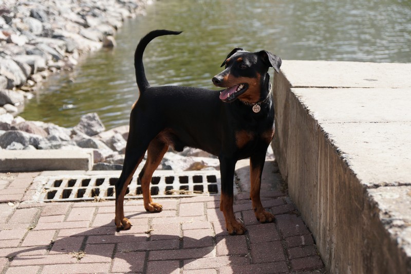 A dog image from https://images.dog.ceo/breeds/pinscher/Coffee_Soul_Bari012.jpg