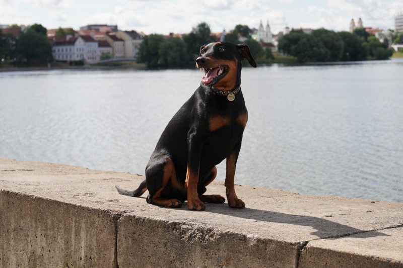 A dog image from https://images.dog.ceo/breeds/pinscher/Coffee_Soul_Bari013.jpg