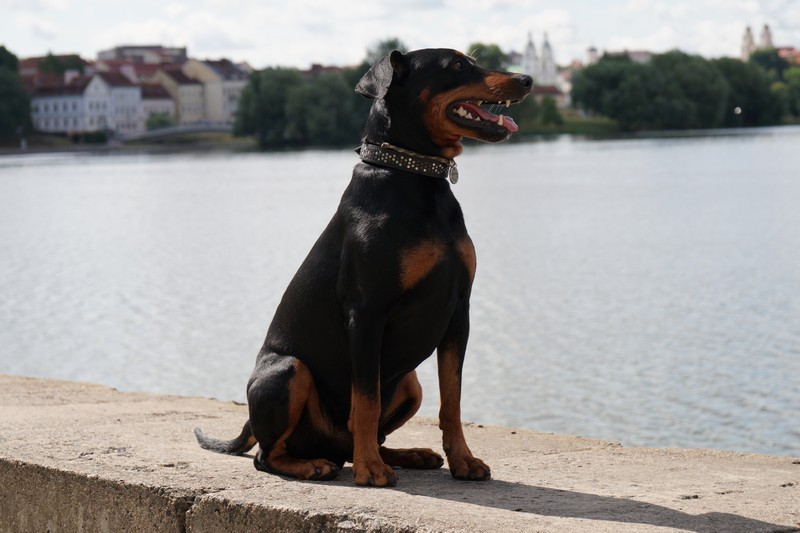 A dog image from https://images.dog.ceo/breeds/pinscher/Coffee_Soul_Bari014.jpg