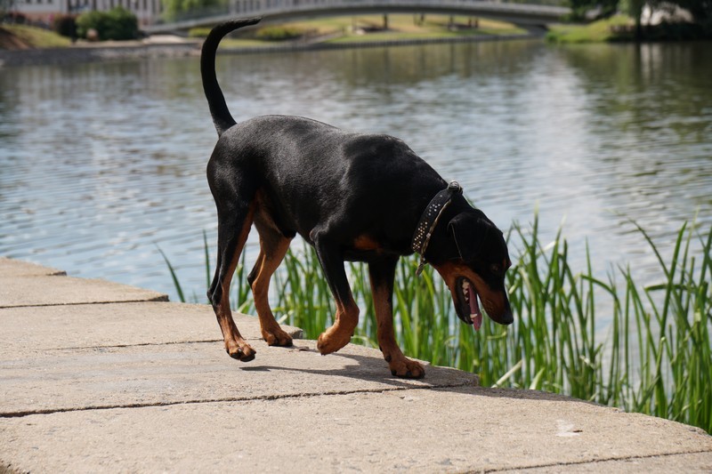 A dog image from https://images.dog.ceo/breeds/pinscher/Coffee_Soul_Bari015.jpg