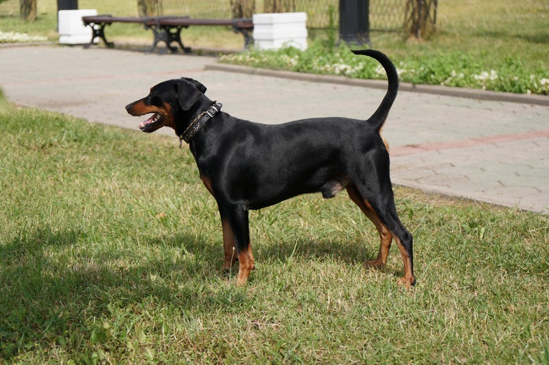 A dog image from https://images.dog.ceo/breeds/pinscher/Coffee_Soul_Bari016.jpg