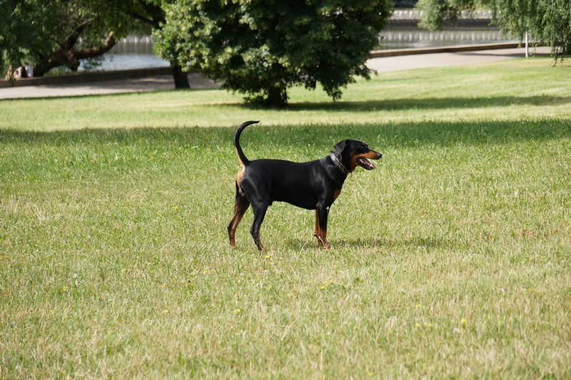 A dog image from https://images.dog.ceo/breeds/pinscher/Coffee_Soul_Bari017.jpg