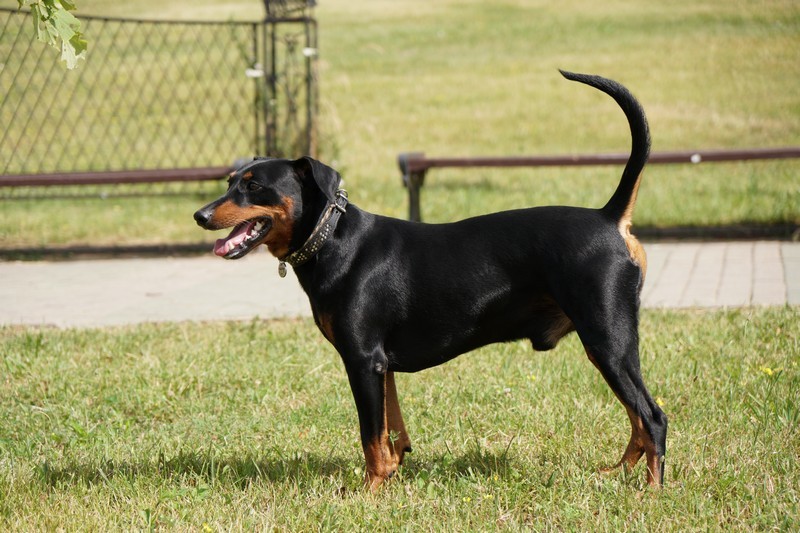 A dog image from https://images.dog.ceo/breeds/pinscher/Coffee_Soul_Bari018.jpg