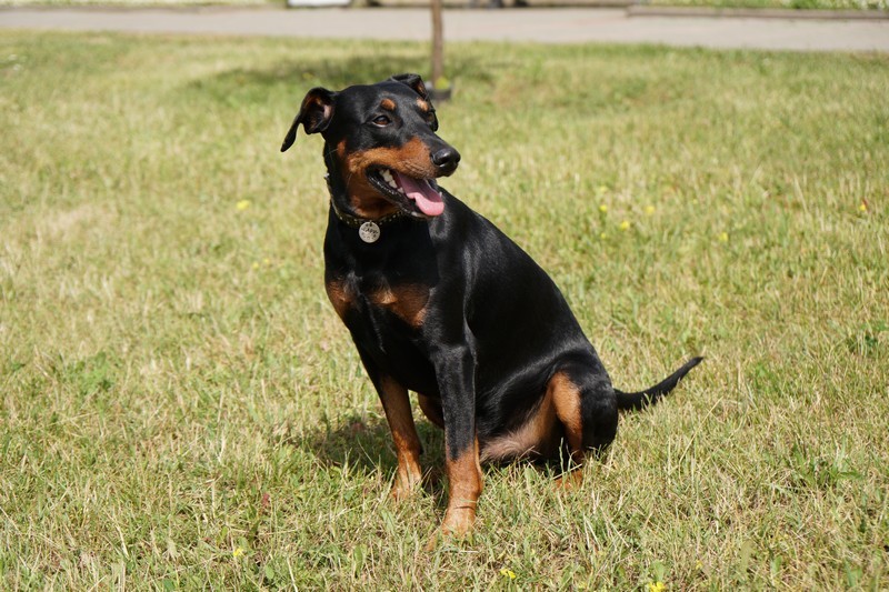 A dog image from https://images.dog.ceo/breeds/pinscher/Coffee_Soul_Bari019.jpg