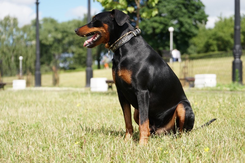 A dog image from https://images.dog.ceo/breeds/pinscher/Coffee_Soul_Bari020.jpg