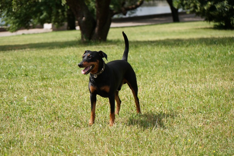 A dog image from https://images.dog.ceo/breeds/pinscher/Coffee_Soul_Bari021.jpg