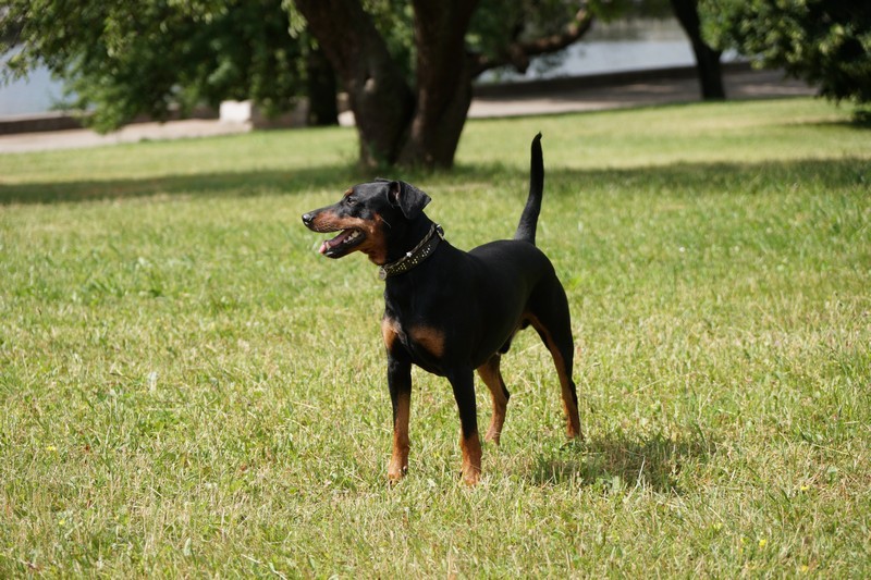 A dog image from https://images.dog.ceo/breeds/pinscher/Coffee_Soul_Bari022.jpg