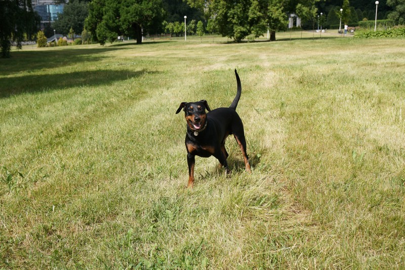 A dog image from https://images.dog.ceo/breeds/pinscher/Coffee_Soul_Bari024.jpg