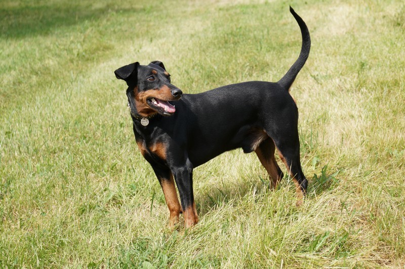 A dog image from https://images.dog.ceo/breeds/pinscher/Coffee_Soul_Bari025.jpg