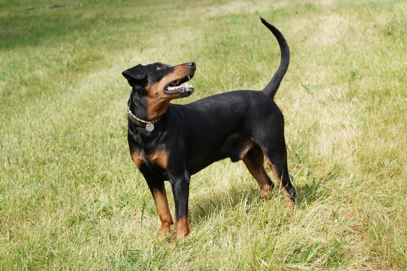 A dog image from https://images.dog.ceo/breeds/pinscher/Coffee_Soul_Bari026.jpg