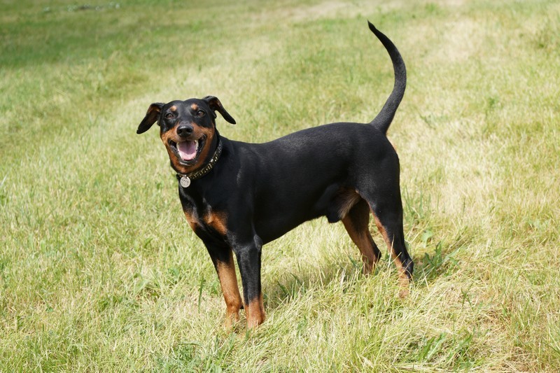 A dog image from https://images.dog.ceo/breeds/pinscher/Coffee_Soul_Bari027.jpg