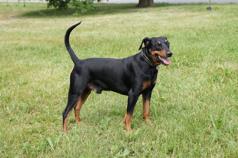 A dog image from https://images.dog.ceo/breeds/pinscher/Coffee_Soul_Bari028.jpg