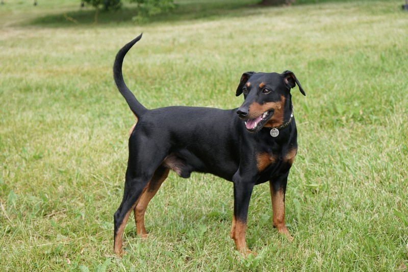 A dog image from https://images.dog.ceo/breeds/pinscher/Coffee_Soul_Bari029.jpg