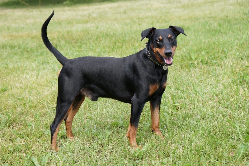 A dog image from https://images.dog.ceo/breeds/pinscher/Coffee_Soul_Bari030.jpg