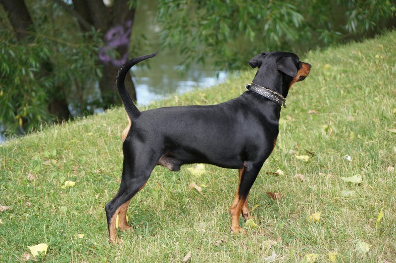 A dog image from https://images.dog.ceo/breeds/pinscher/Coffee_Soul_Bari031.jpg