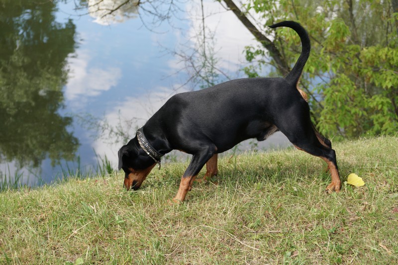 A dog image from https://images.dog.ceo/breeds/pinscher/Coffee_Soul_Bari032.jpg