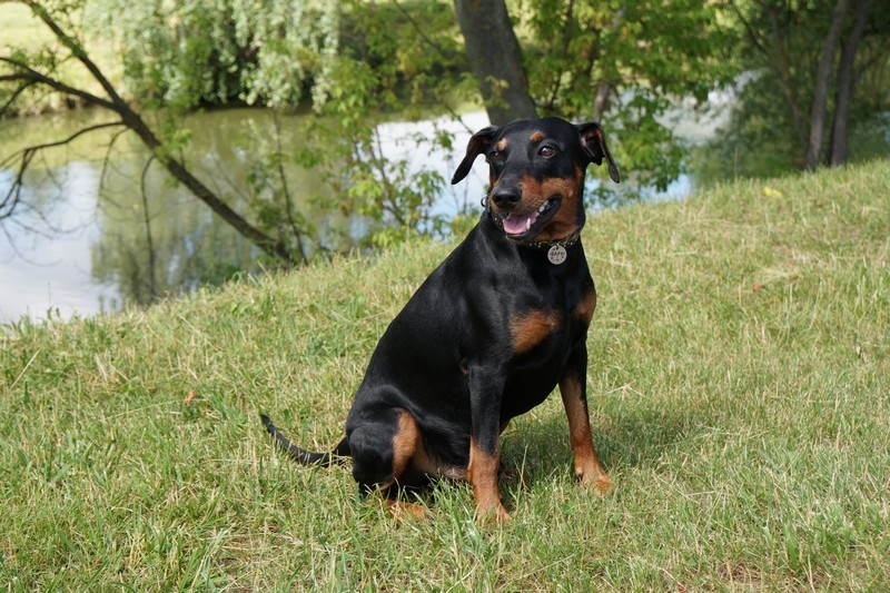 A dog image from https://images.dog.ceo/breeds/pinscher/Coffee_Soul_Bari033.jpg