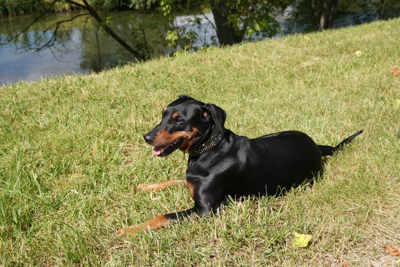 A dog image from https://images.dog.ceo/breeds/pinscher/Coffee_Soul_Bari034.jpg