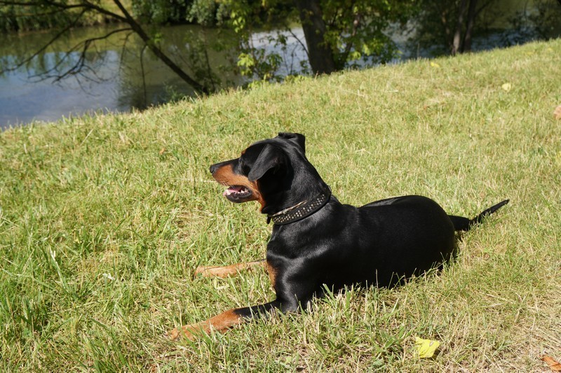 A dog image from https://images.dog.ceo/breeds/pinscher/Coffee_Soul_Bari035.jpg