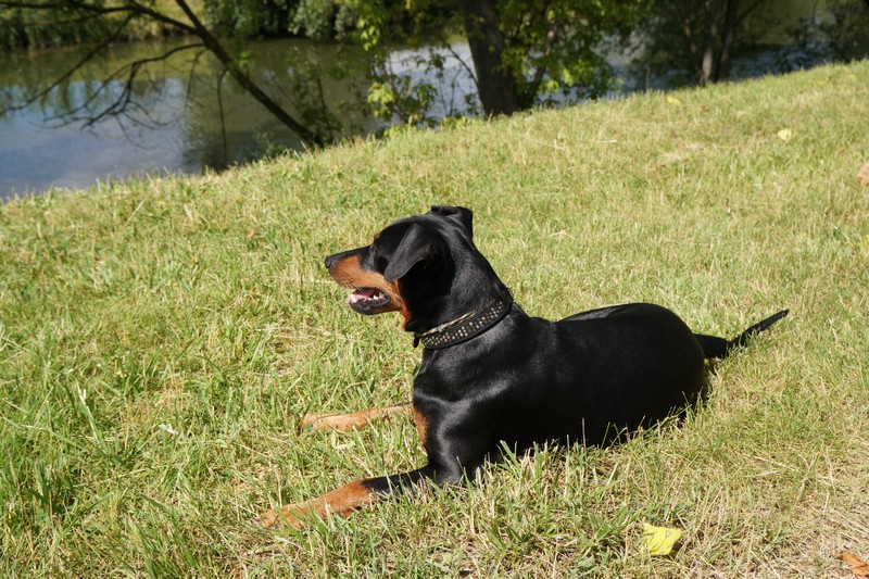 A dog image from https://images.dog.ceo/breeds/pinscher/Coffee_Soul_Bari038.jpg