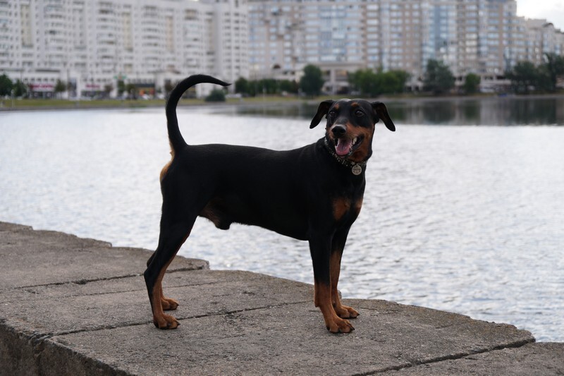 animal
