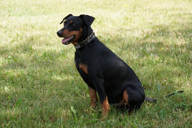 animal
