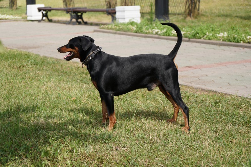 animal