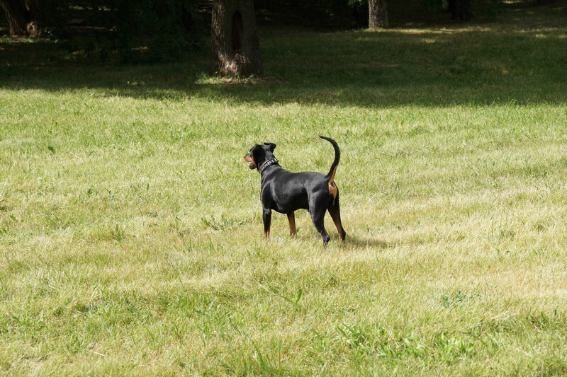 animal