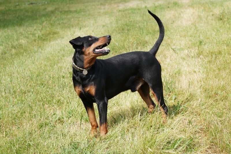 Austrian Pinscher dog breed