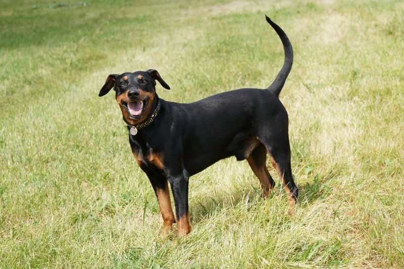 pinscher