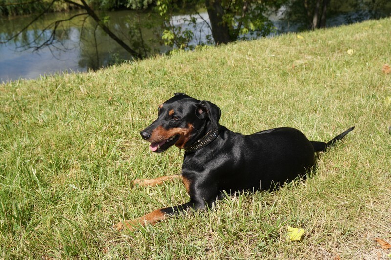 animal