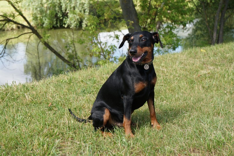 pinscher