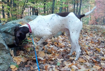 German Pointer