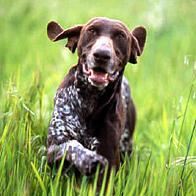 A dog image from https://images.dog.ceo/breeds/pointer-german/n02100236_1244.jpg