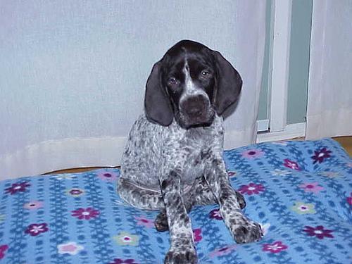 A dog image from https://images.dog.ceo/breeds/pointer-german/n02100236_1553.jpg