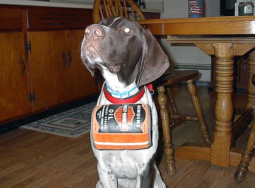 A dog image from https://images.dog.ceo/breeds/pointer-german/n02100236_156.jpg