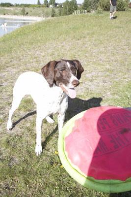 A dog image from https://images.dog.ceo/breeds/pointer-german/n02100236_1634.jpg