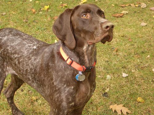 A dog image from https://images.dog.ceo/breeds/pointer-german/n02100236_1802.jpg