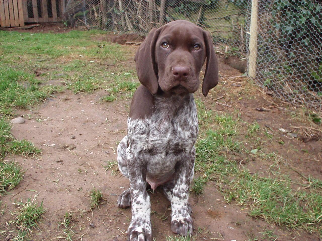 A dog image from https://images.dog.ceo/breeds/pointer-german/n02100236_2119.jpg